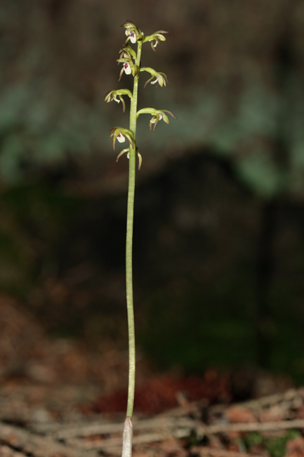 Corallorhiza trifida / Coralloriza